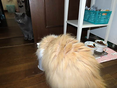 占い メール鑑定 ミーコ
