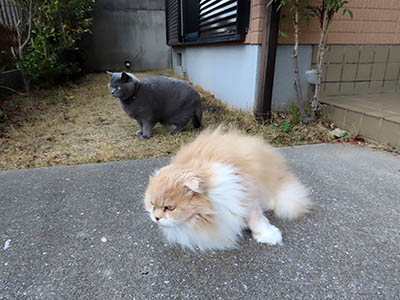 占い メール鑑定 ミーコ