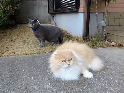 占い メール鑑定 ミーコ