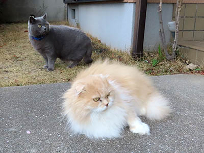 占い メール鑑定 ミーコ