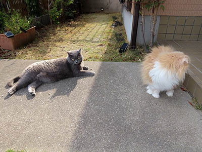 占い メール鑑定 ミーコ
