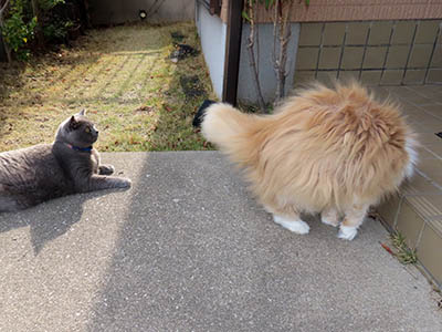 占い メール鑑定 ミーコ