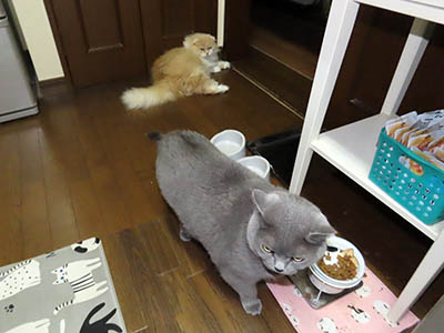 占い メール鑑定 ミーコ
