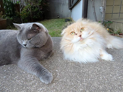 占い メール鑑定 ミーコ