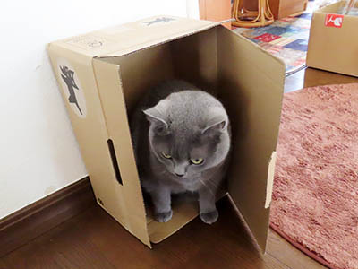 占い メール鑑定 ミーコ