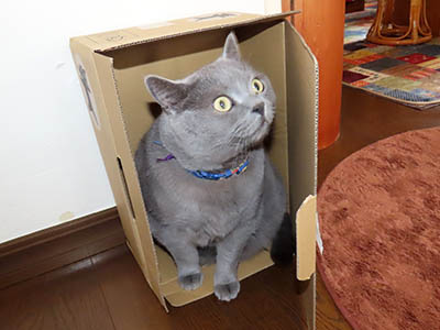 占い メール鑑定 ミーコ