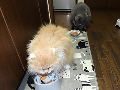 占い メール鑑定 ミーコ