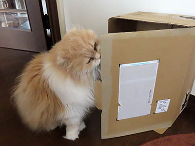 占い メール鑑定 ミーコ