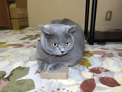 占い メール鑑定 ミーコ