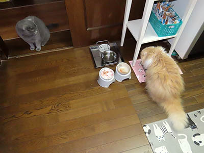 占い メール鑑定 ミーコ