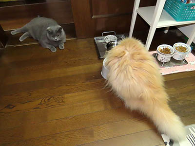 占い メール鑑定 ミーコ
