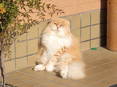 占い メール鑑定 ミーコ
