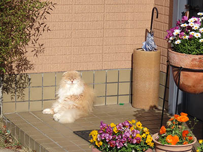 占い メール鑑定 ミーコ