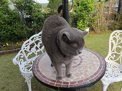 占い メール鑑定 ミーコ