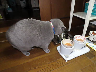 占い メール鑑定 ミーコ