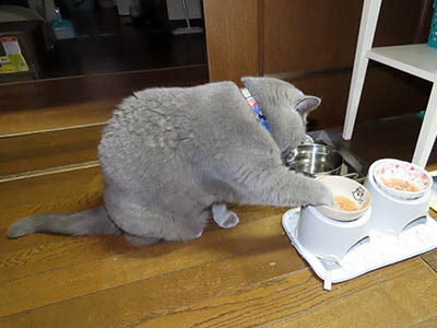 占い メール鑑定 ミーコ