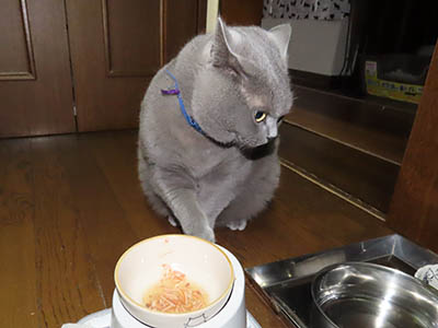 占い メール鑑定 ミーコ