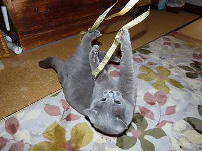 肢@[Ӓ@~[R