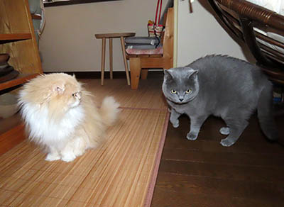 占い メール鑑定 ミーコ