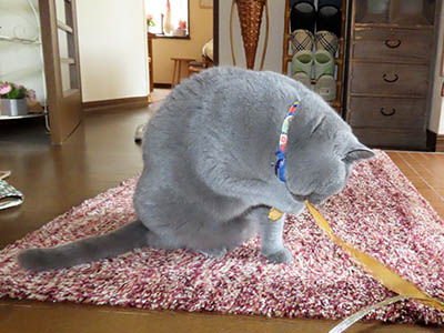 占い メール鑑定 ミーコ