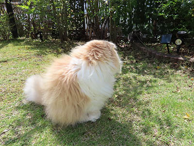 占い メール鑑定 ミーコ
