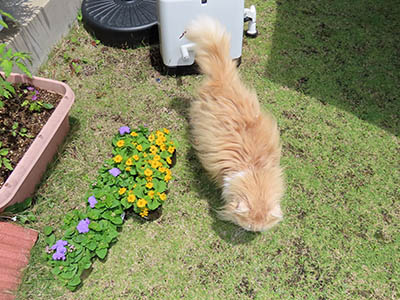 占い メール鑑定 ミーコ
