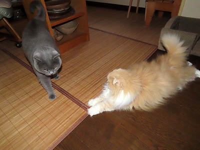 占い メール鑑定 ミーコ
