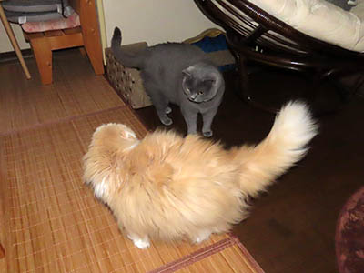 占い メール鑑定 ミーコ