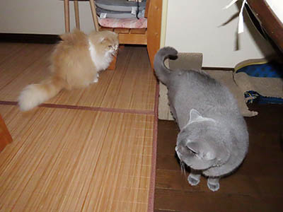 占い メール鑑定 ミーコ