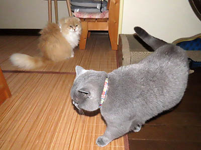 占い メール鑑定 ミーコ