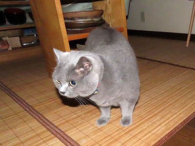 占い メール鑑定 ミーコ