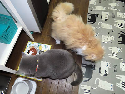 占い メール鑑定 ミーコ