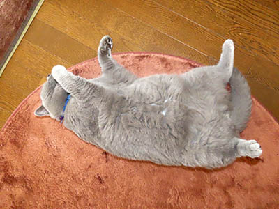 占い メール鑑定 ミーコ