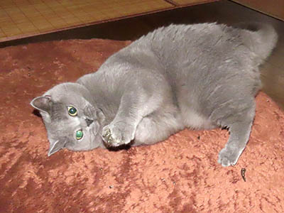 占い メール鑑定 ミーコ