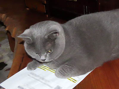 占い メール鑑定 ミーコ