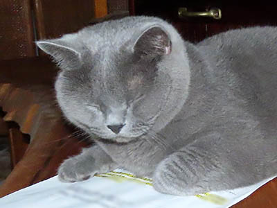 占い メール鑑定 ミーコ