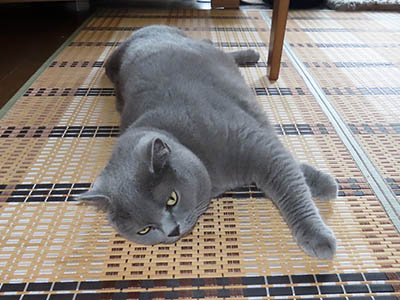 占い メール鑑定 ミーコ