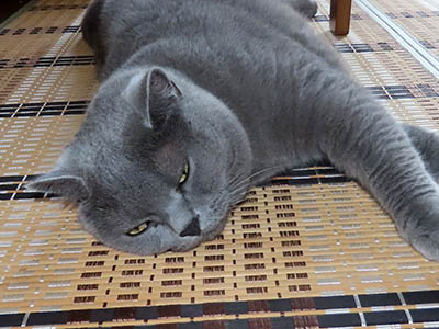 占い メール鑑定 ミーコ