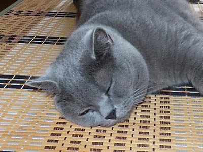 占い メール鑑定 ミーコ