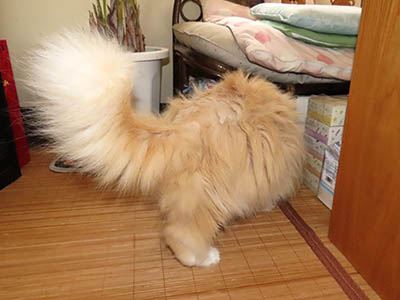 占い メール鑑定 ミーコ