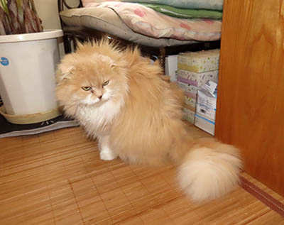 占い メール鑑定 ミーコ