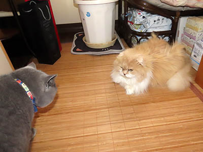 占い メール鑑定 ミーコ