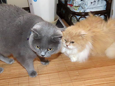 占い メール鑑定 ミーコ