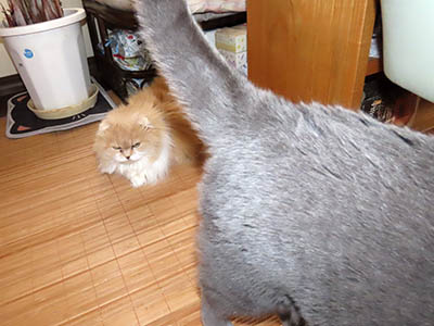 占い メール鑑定 ミーコ