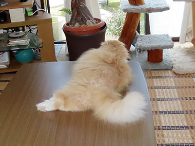 占い メール鑑定 ミーコ