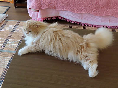 占い メール鑑定 ミーコ