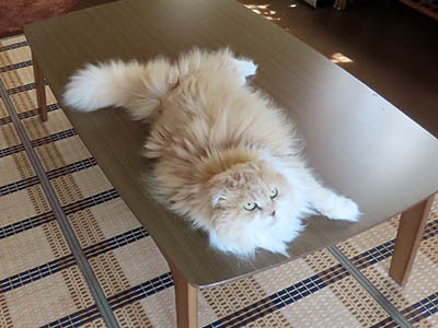 占い メール鑑定 ミーコ