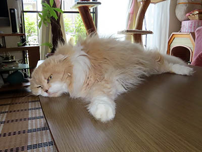 占い メール鑑定 ミーコ