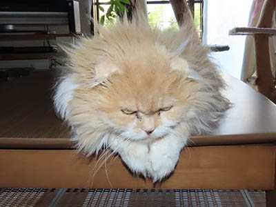 占い メール鑑定 ミーコ