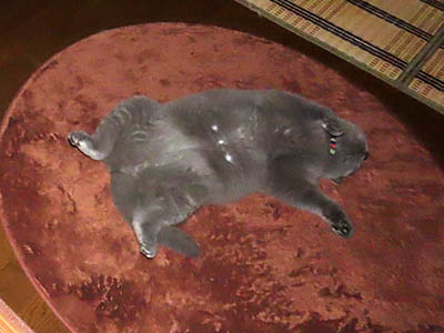 占い メール鑑定 ミーコ